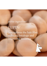 Thumbnail for Close-up of lupin seeds with text about its hair strengthening properties.
